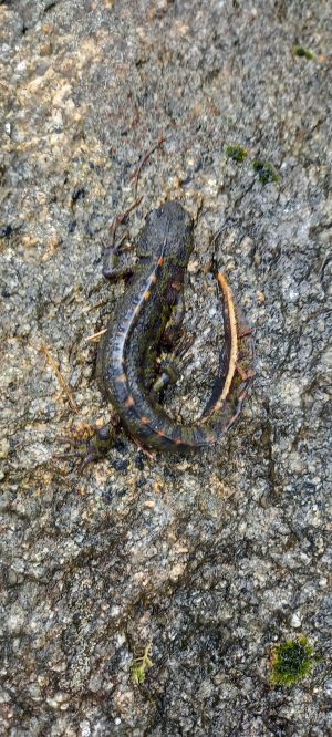 Triturus marmoratus 1